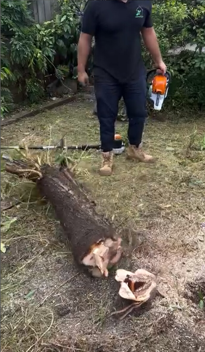 Backyard in Richmond following tree removal service by Gardenscape.