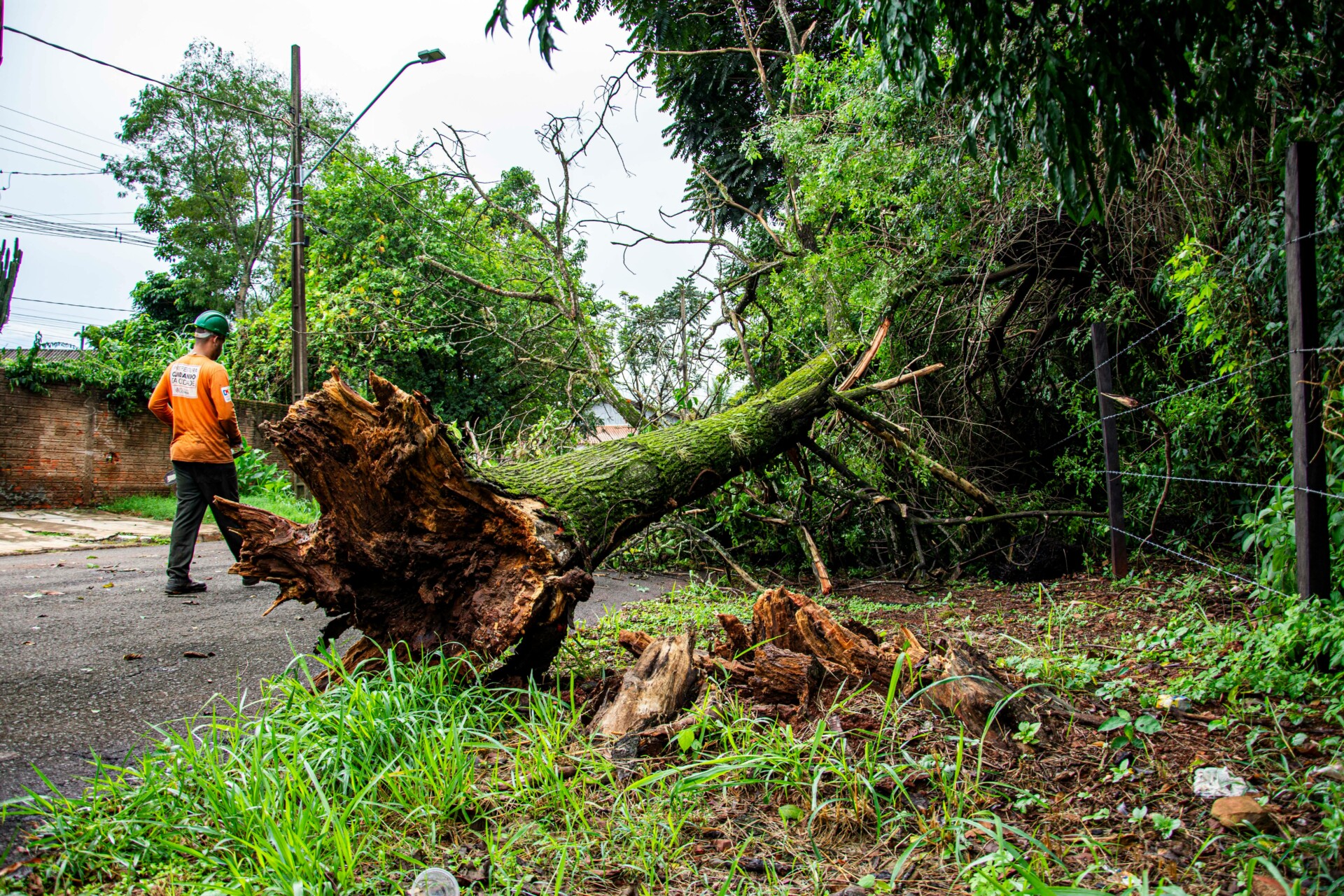 Cleared space where a tree was safely removed by Gardenscape.
