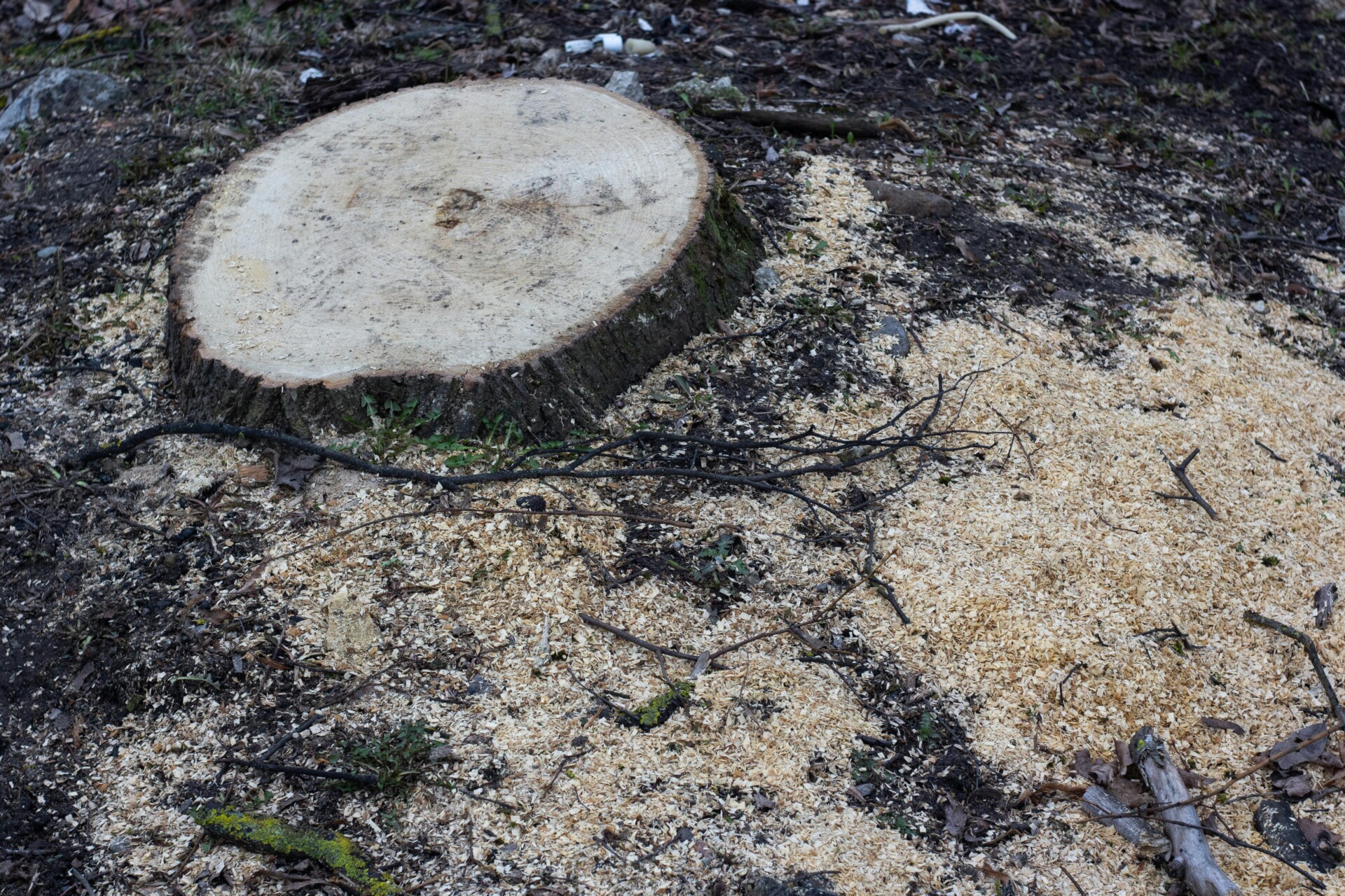 Safe and efficient tree removal by Gardenscape in a low-maintenance garden.